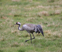 Kranich auf der Pirsch - Adulter Kranich schleicht über Grünland