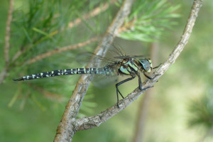 Wege ins Moor: Unsere Veranstaltungen 2026