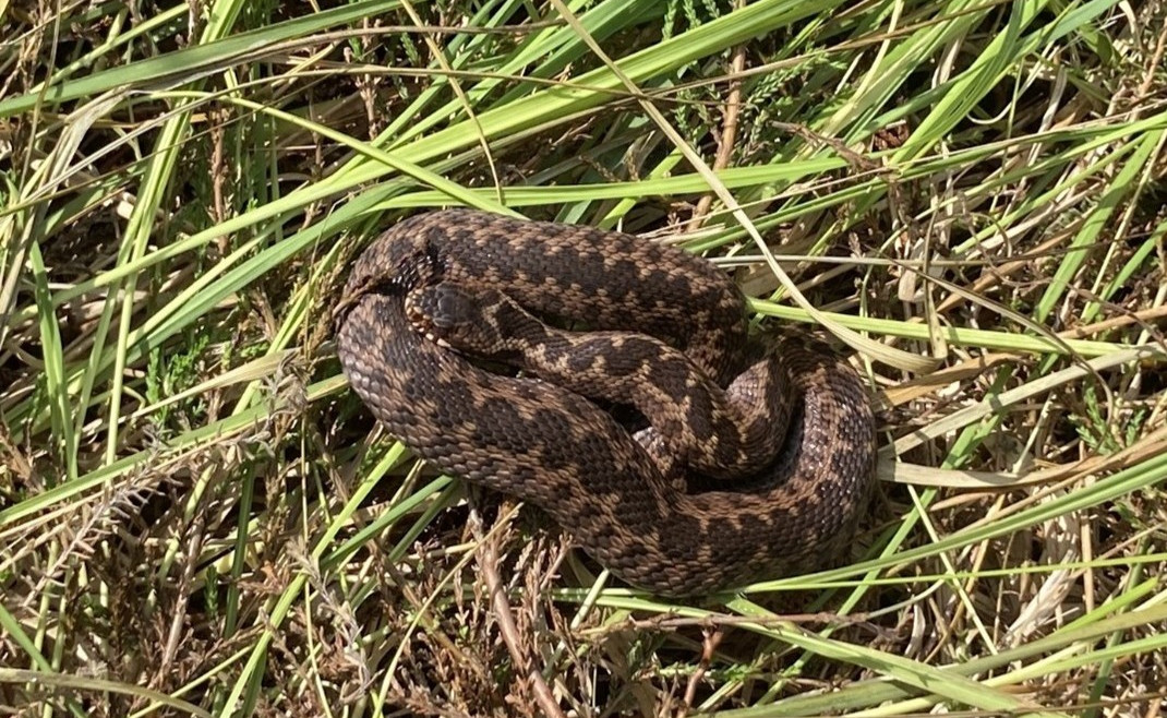 eingerollte braune Schlange (Kreuzotter) im Gras