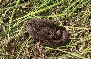 eingerollte braune Schlange (Kreuzotter) im Gras