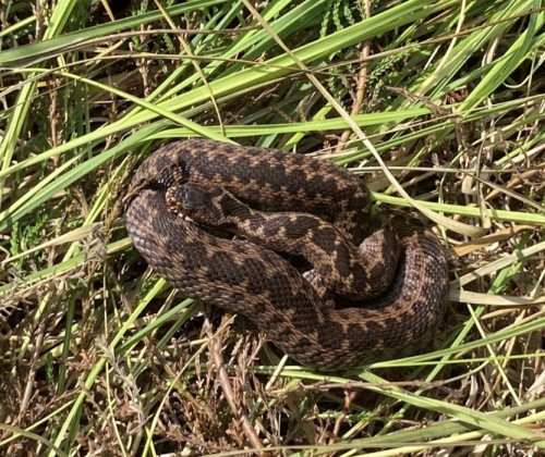 eingerollte braune Schlange (Kreuzotter) im Gras