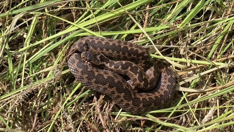 eingerollte braune Schlange (Kreuzotter) im Gras