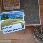 Paludiwagen Nasswiesenaufwuchs