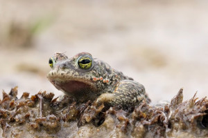 Kurzfilm: Zweite Chance für kleine Kröten