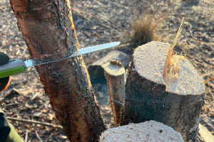 Entkusseln im Kiebitzmoor