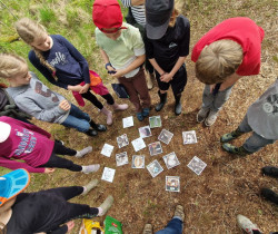 Kinder stehen im Kreis um kleine rechteckige Bilder, die auf dem Waldboden liegen. Auf den Bildern sind Pflanzen, Vogeleier und andere Lebewese des Moores zu sehen.