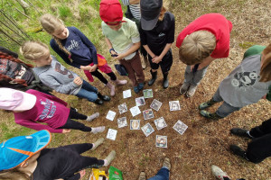 Kinder stehen im Kreis um kleine rechteckige Bilder, die auf dem Waldboden liegen. Auf den Bildern sind Pflanzen, Vogeleier und andere Lebewese des Moores zu sehen.