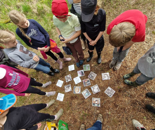 Kinder stehen im Kreis um kleine rechteckige Bilder, die auf dem Waldboden liegen. Auf den Bildern sind Pflanzen, Vogeleier und andere Lebewese des Moores zu sehen.