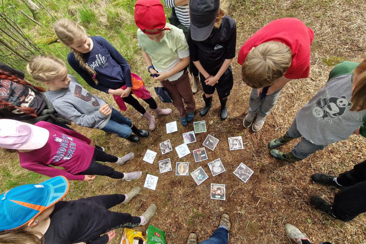Kinder stehen im Kreis um kleine rechteckige Bilder, die auf dem Waldboden liegen. Auf den Bildern sind Pflanzen, Vogeleier und andere Lebewese des Moores zu sehen.