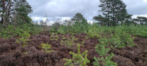 Fördergelder für Moor- und Heide-Pflege