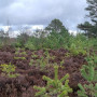 Fördergelder für Moor- und Heide-Pflege
